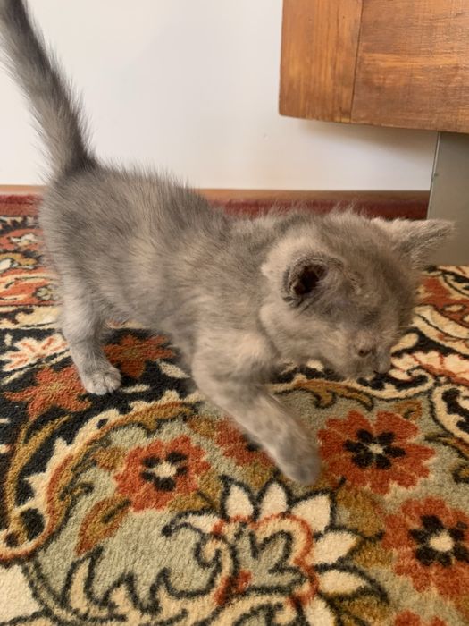 Mushuklar sotiladi 300.000 soʻm