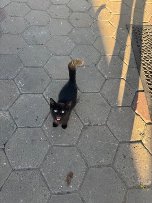Отдам котенка, бесплатно