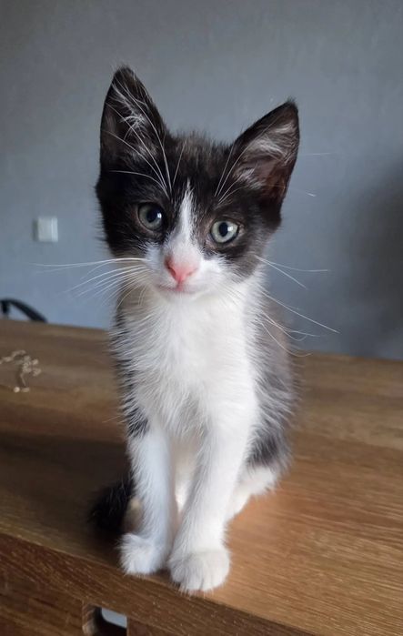 Котенок мальчик отдам даром