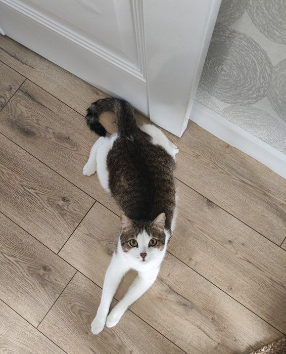 Срочно отдаю кота.