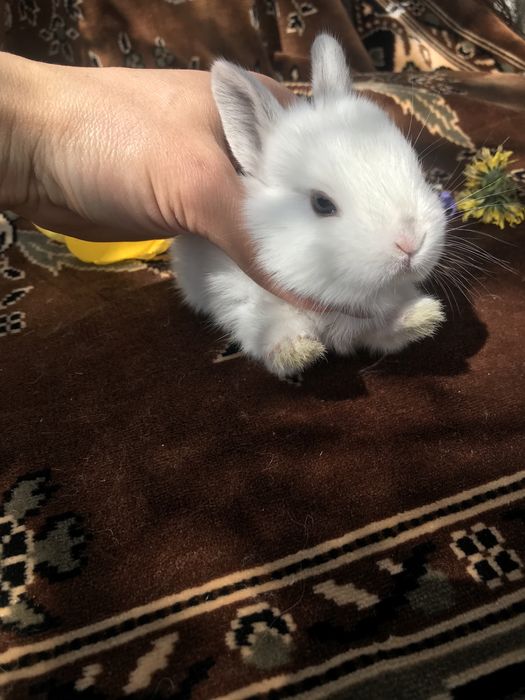 Кролики декоративные