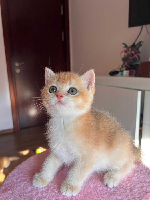 Băiețel jucaus british shorthair golden chinchilla!