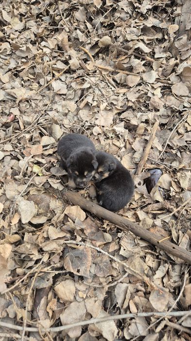 Срочно нужен дом щенкам