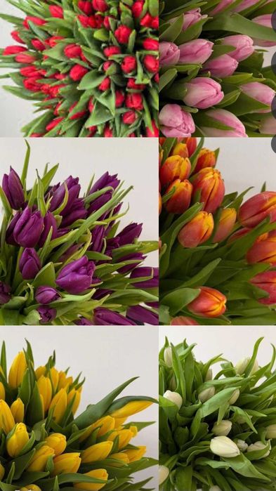 Тюльпаны голландские