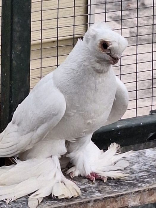 Продам Белых двух чубых голубей .самцы.плод 100%