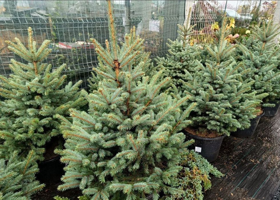 Хвойный растение