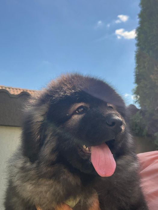 Vand pui ciobanesc caucazian rasa pura cu pedigree
