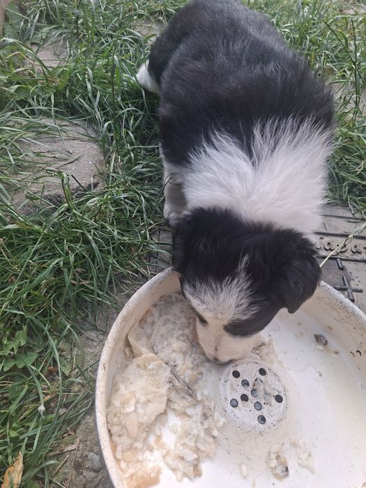 Pui border collie pur