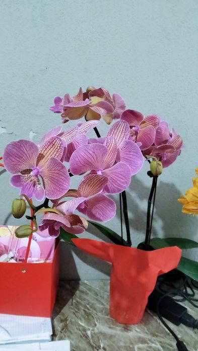 Orxideya uy guli | Орхидея
