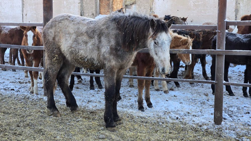 Соғым, согым, тайлар с откорма