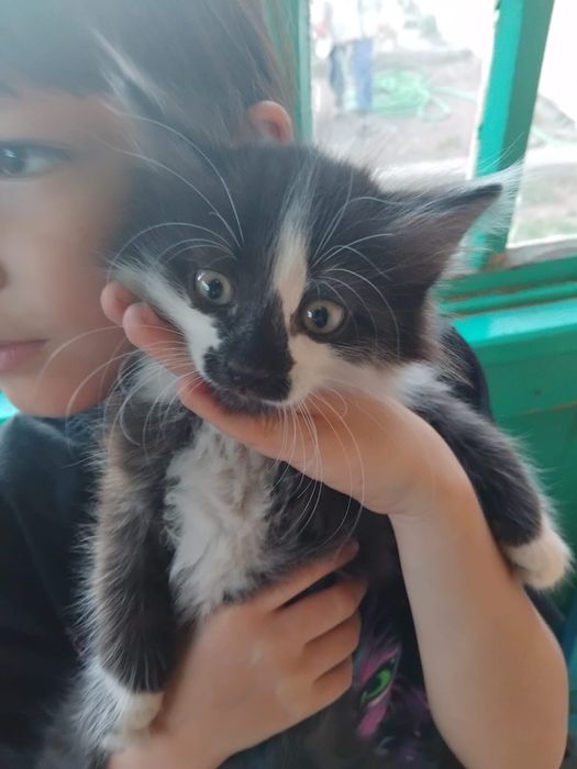 Отдам котят в добрые руки