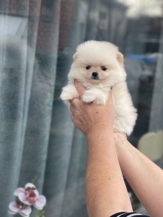 поеран мини