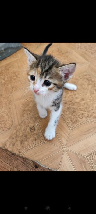 Кошка и котёнок девочки