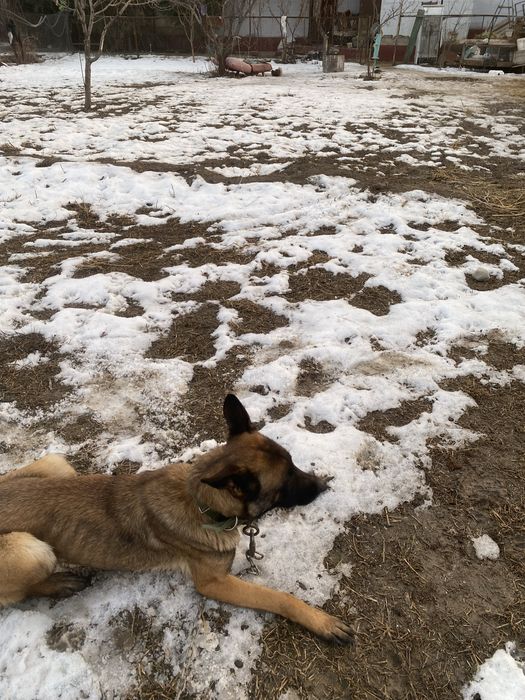 Бельгиский Овчарка  чисто кров