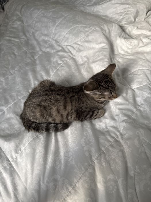 Котёнок отдам в добрые руки