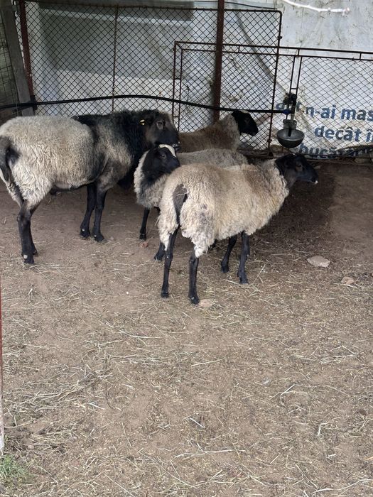 De vanzare !!!Romanov