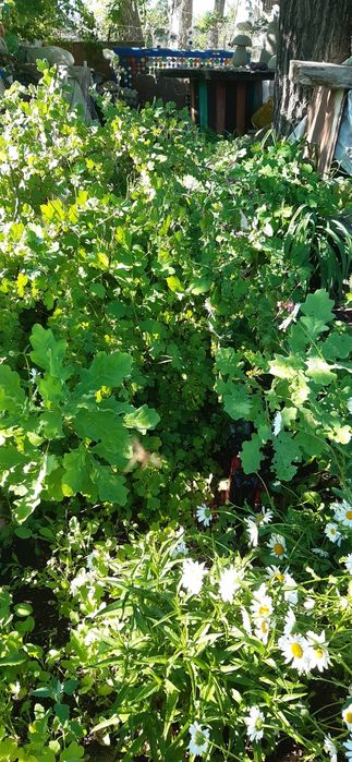 Продам саженцы дуба