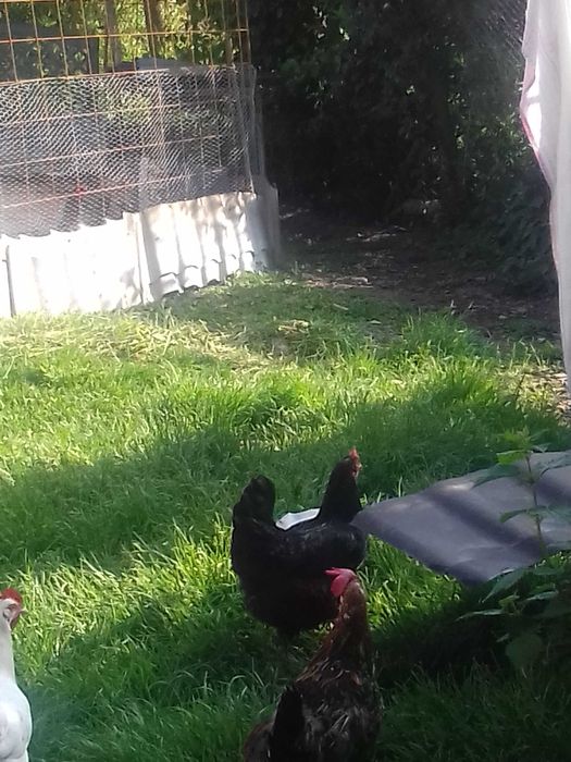 Vand o găină puicuta marans negru-arămiu