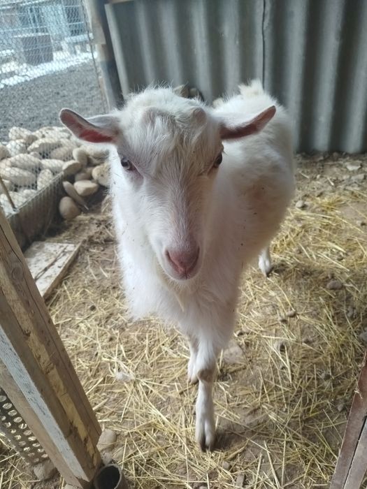 Продам заазинского козла