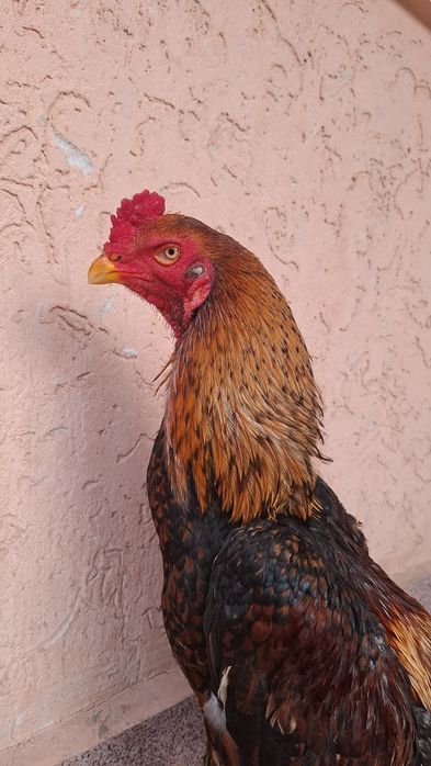 Дакан, Шамо. Шөже