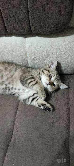 Кошка Бесплатно Срочно