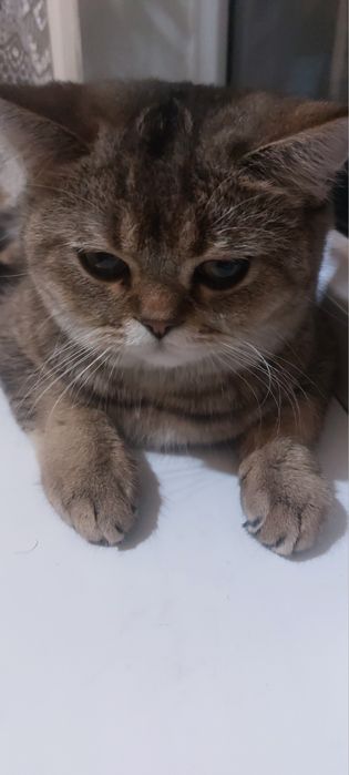 Золотая шиншилла