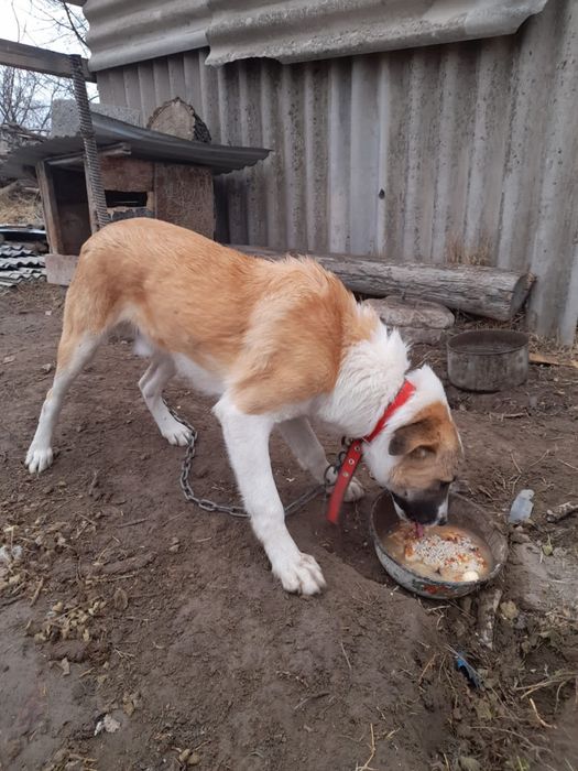 Продам щенка   8 мес кушают всё. Умный