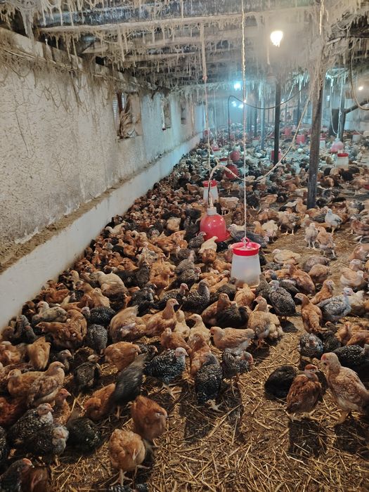 Pui albi de carne și rasa mixta