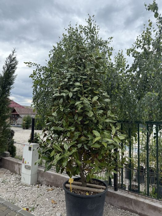 Vand plante ornamentale artar japonez/cedru/magnolia grandi flora/phot