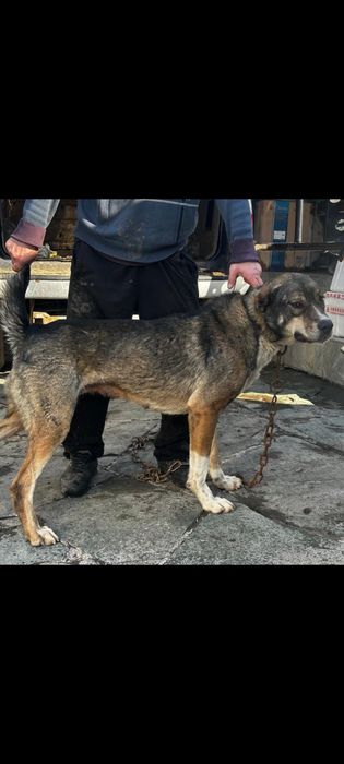 Сука САО , 1 год7мес