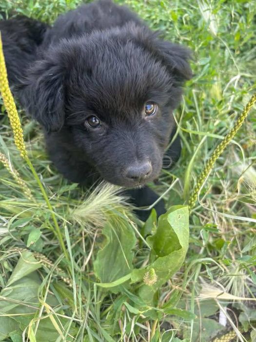 Срочно отдаю в добрые руки