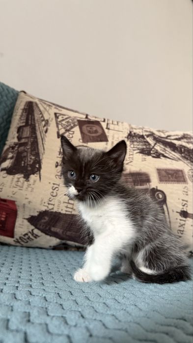 Котёнка бесплатно отдадим
