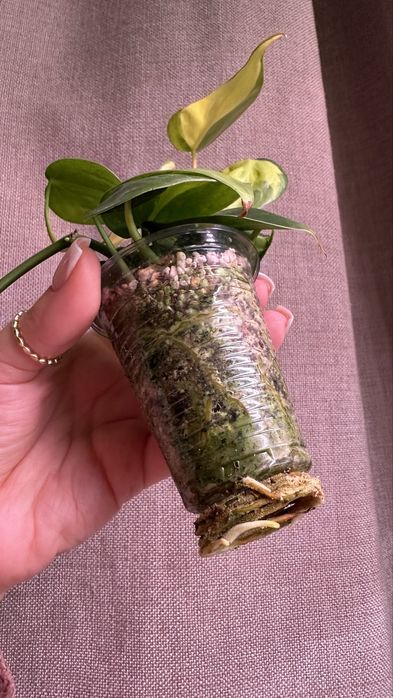 Филодендрон бразил