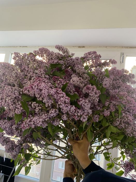 сирень бальшой букет свежие