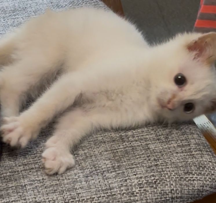Котенок Мальчик.