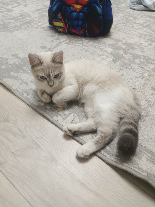 Отдам даром кошку