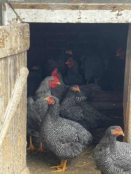 Cocosi Plymouth Rock