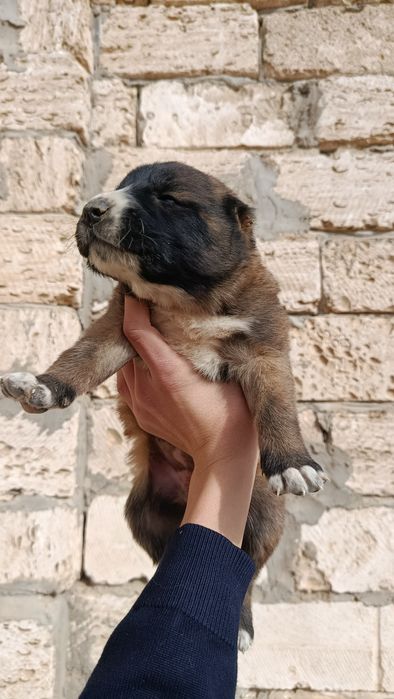 Ұрғашы күшіктер әдемі