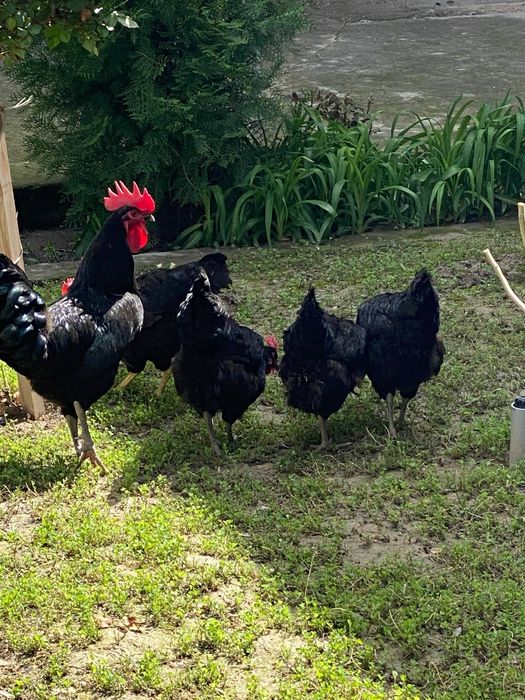 Qora shahzoda tovuqlarining tuxumlari sotiiladi!