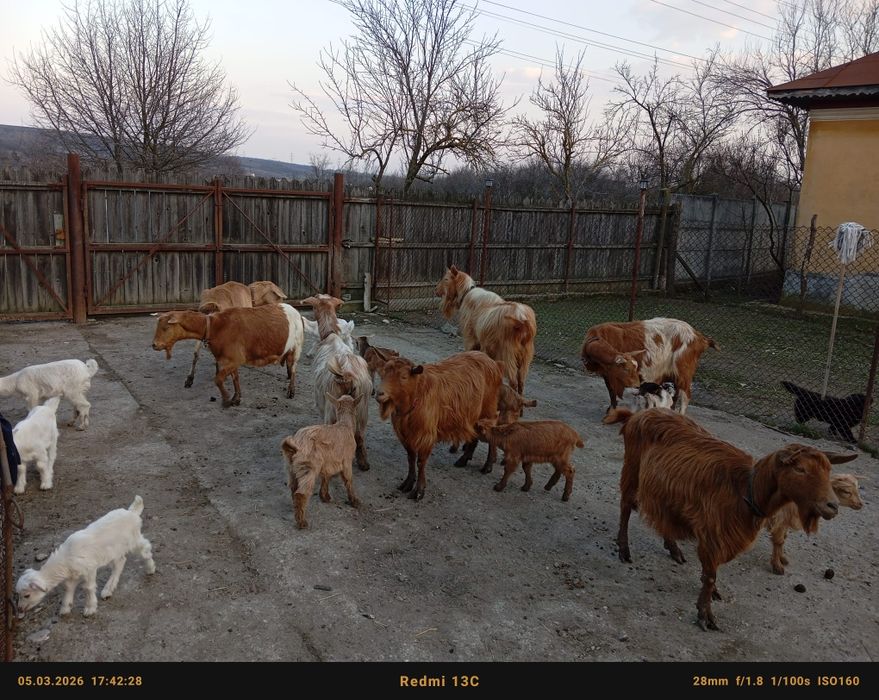 Vând capre cu iezi bune de lapte