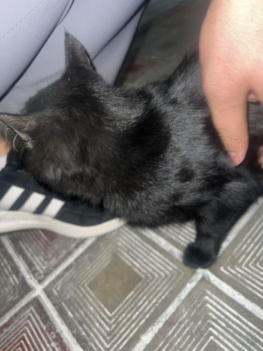 Продается котёнок