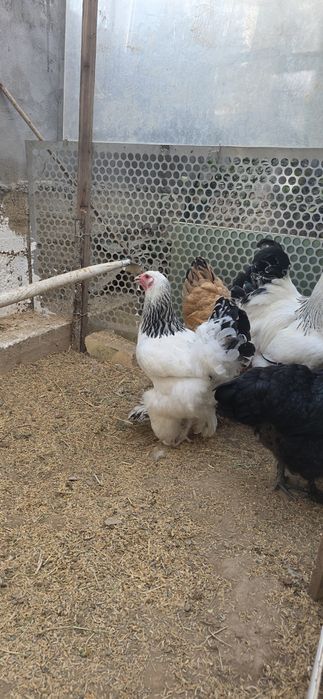 Брама  товуклар ва хуроз