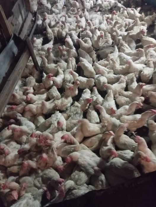 Продам курей несушка