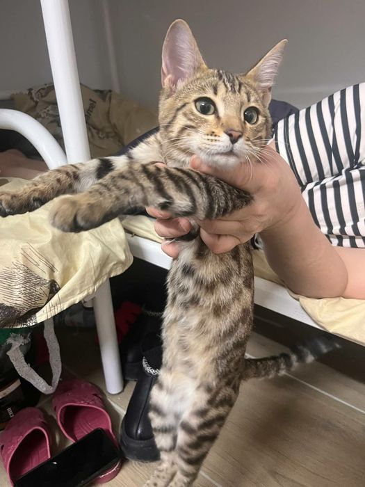 Кошкамишка продам