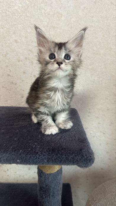 Мейн-Кун Продажа Питомник