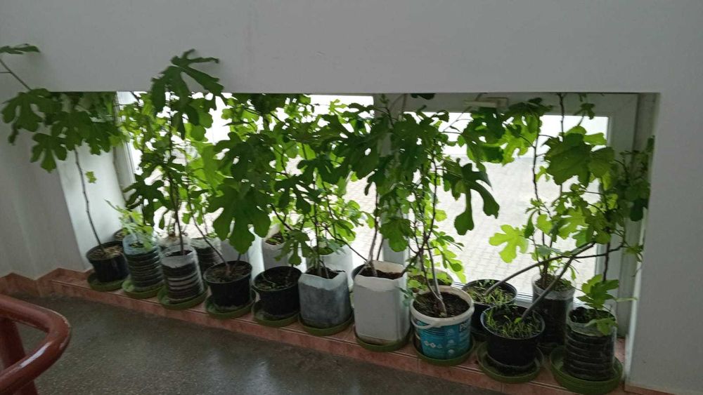 Smochini la ghiveci. Inclusiv pt balconul tau! Sigur culegi fructe.