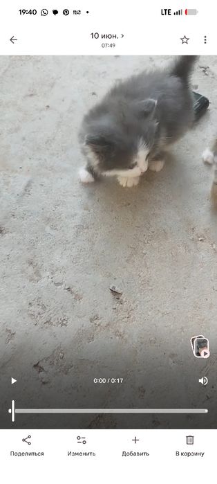 Отдам котят в хорошие руки