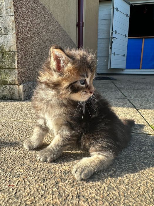Pui Maine coon cu pedigree disponibili înainte de Craciun