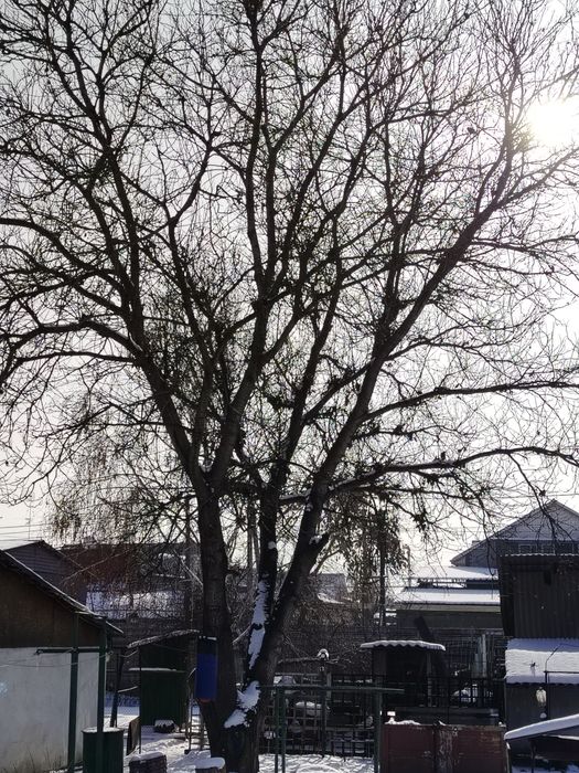 Продам дерево грецкого ореха