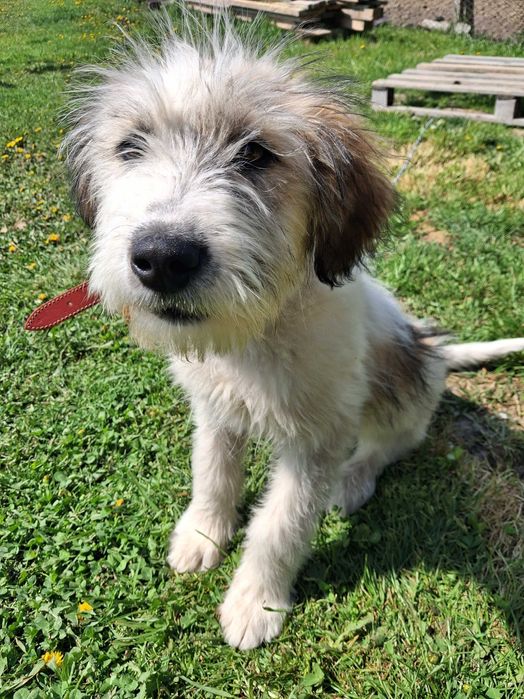 Donez cateluse gasita